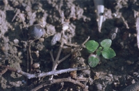 http://www.virguleflottante.com/files/gimgs/th-69_Juin_2025 (29).jpg
